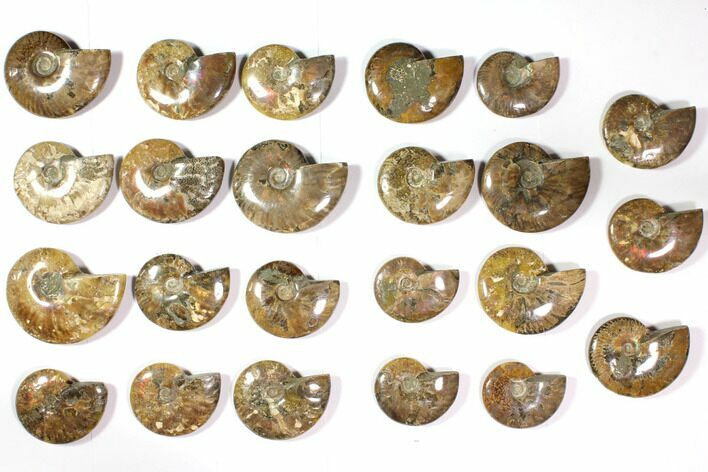 Lot: - Polished Whole Ammonite Fossils - Pieces #116722